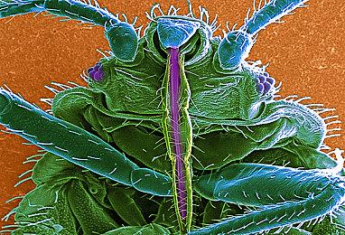 心理恐怖游戏《梦中影》发售日预告 9月28日发售